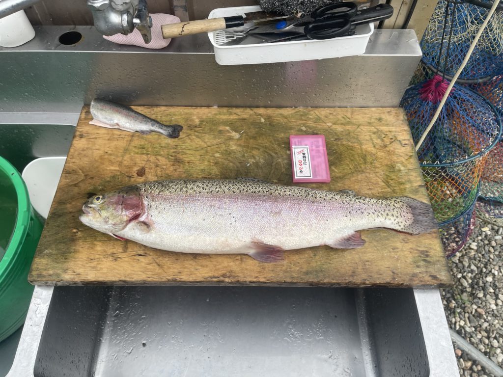 【頂鱒５８ｃｍ】全体