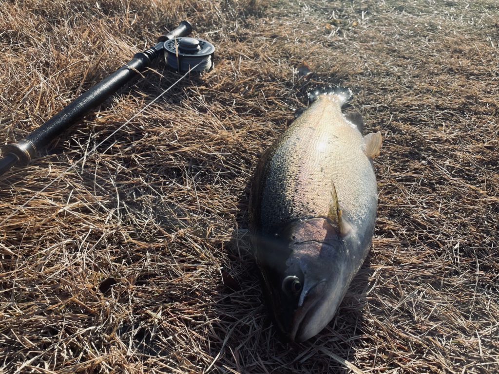 【頂鱒５３ｃｍ】全体