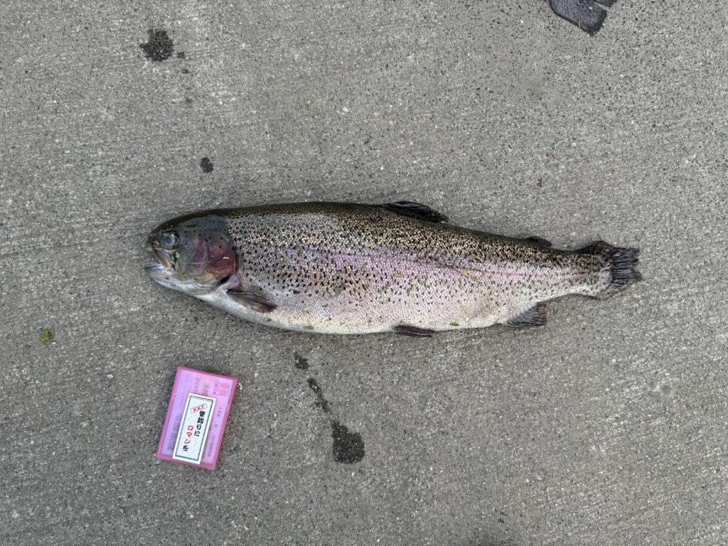 【頂鱒５６ｃｍ】全体