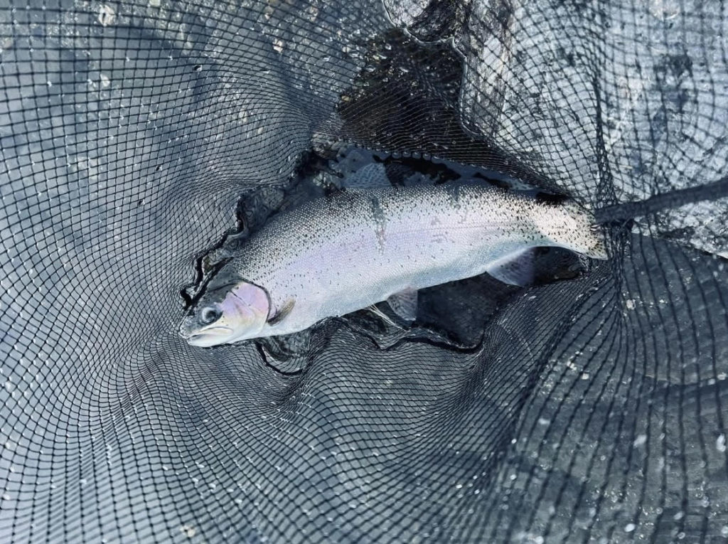 【頂鱒５５ｃｍ】全体