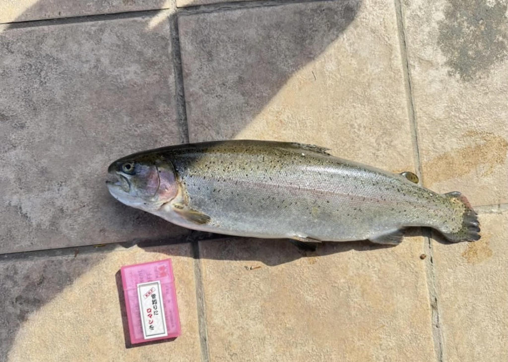 【頂鱒50cm】全体