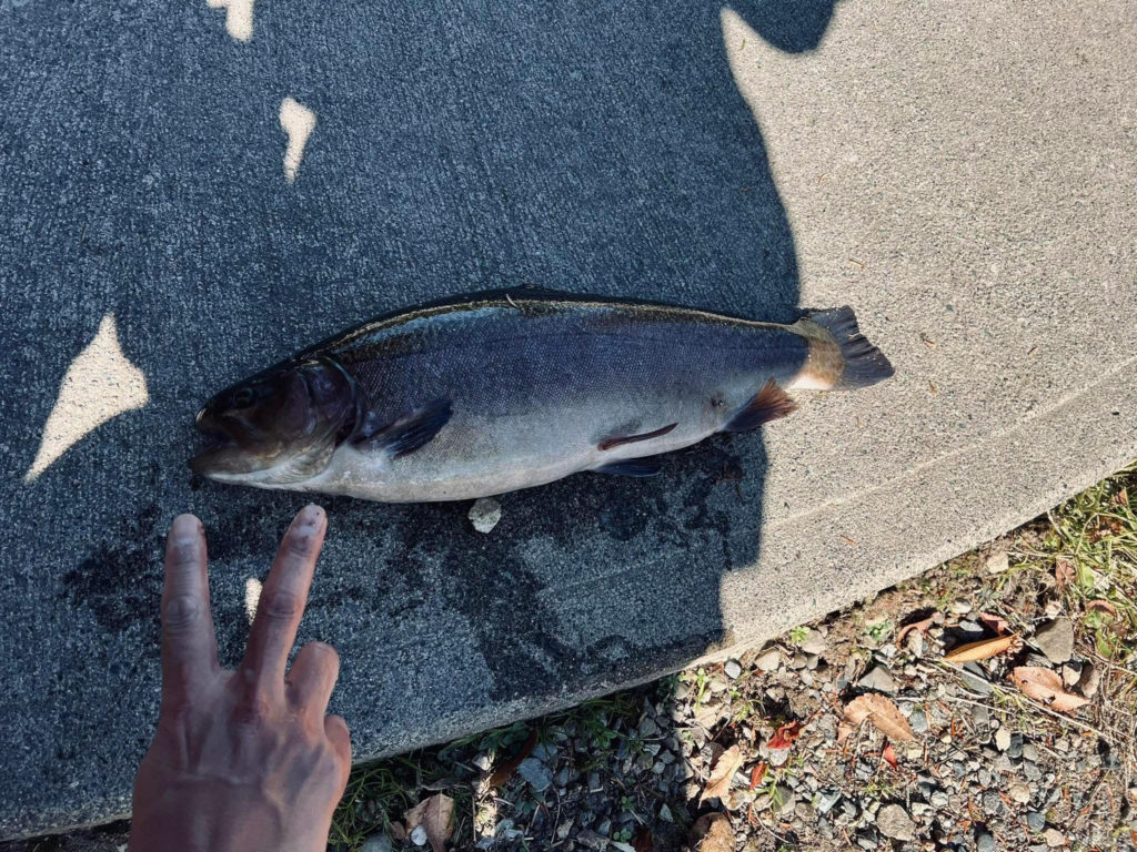 【驚ロック５５ｃｍ】全体