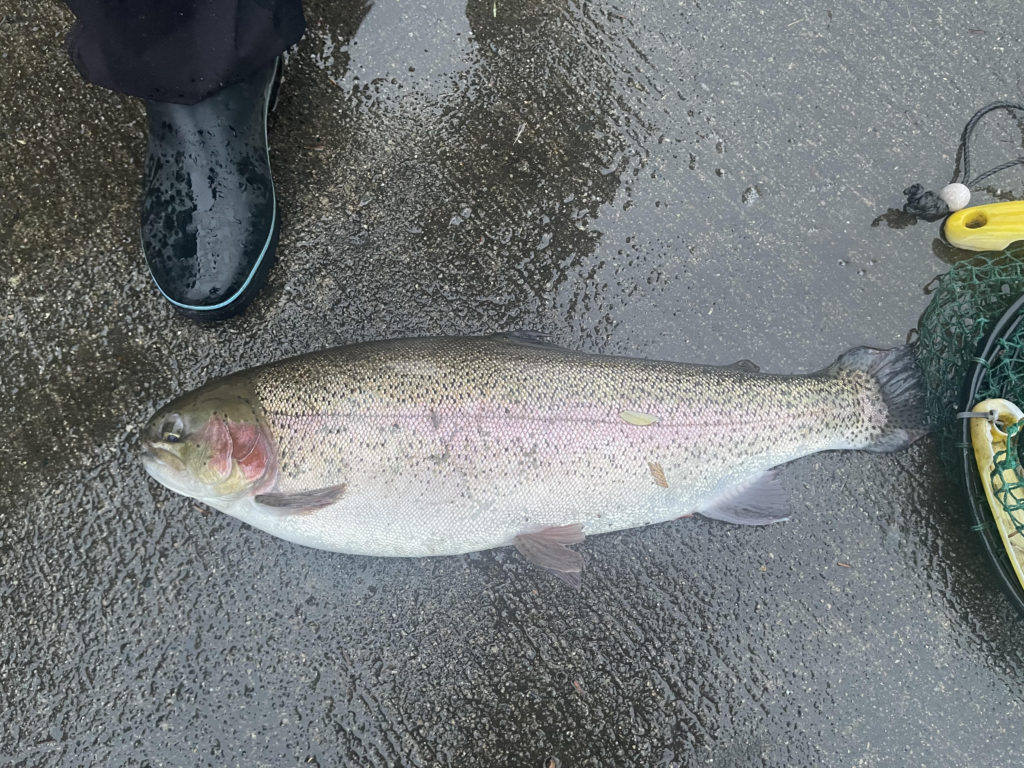 【頂鱒６０ｃｍ】全体