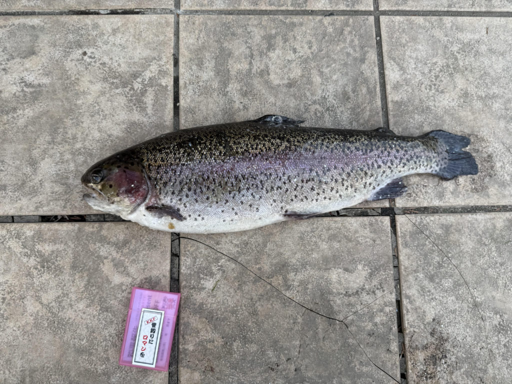 【頂鱒５７ｃｍ】全体