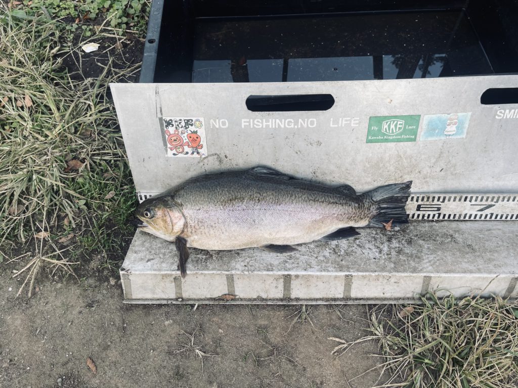 【驚ロック５６ｃｍ】全体