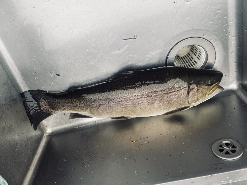 【驚ロック５５ｃｍ】全体