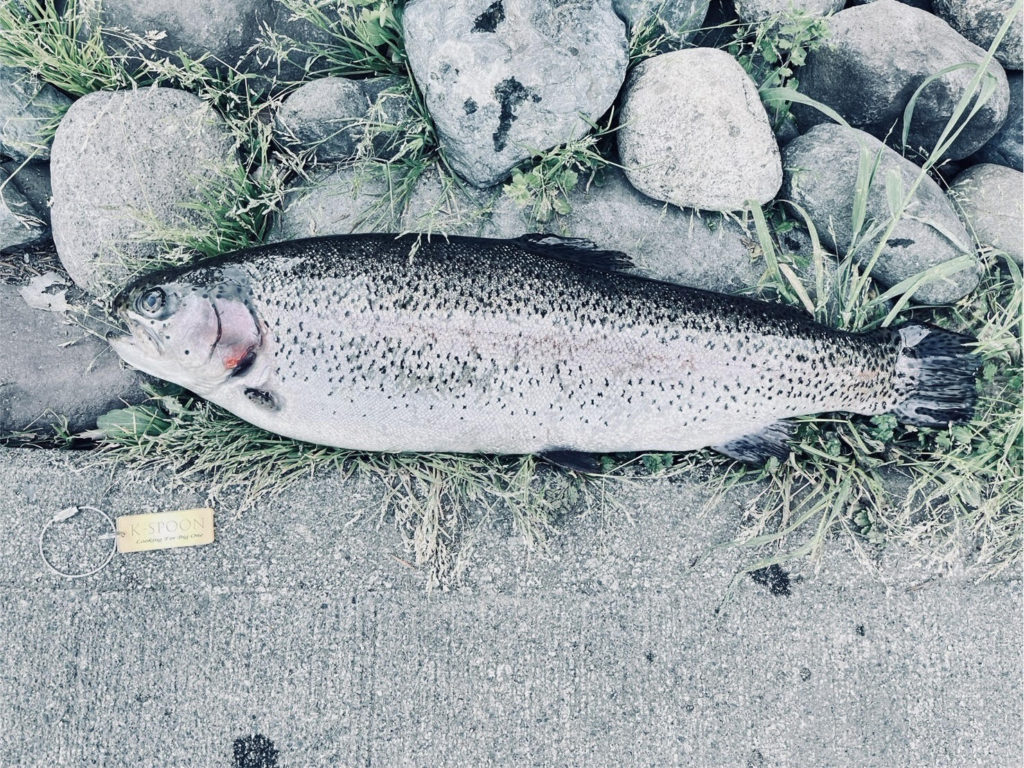 【頂鱒５３ｃｍ】全体