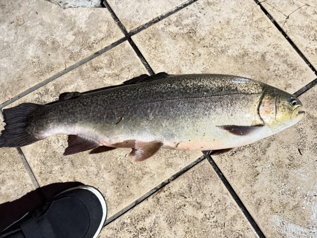 【驚ロック６４ｃｍ】全体