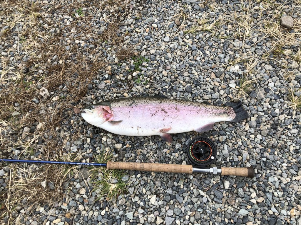 【頂鱒６１ｃｍ】全体