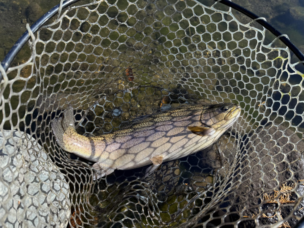 【驚ロック５４ｃｍ】全体