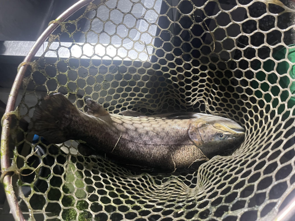 【驚ロック５６ｃｍ】全体