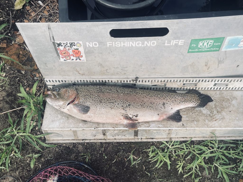 【頂鱒５６ｃｍ】全体