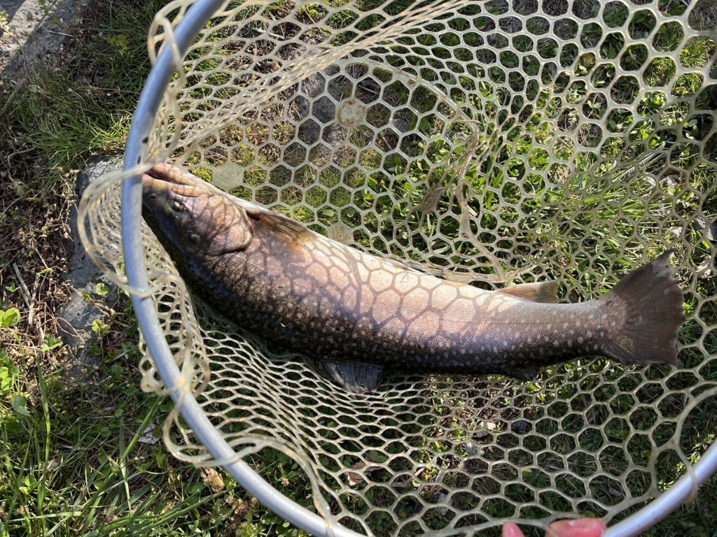 【大岩魚６０ｃｍ】全体