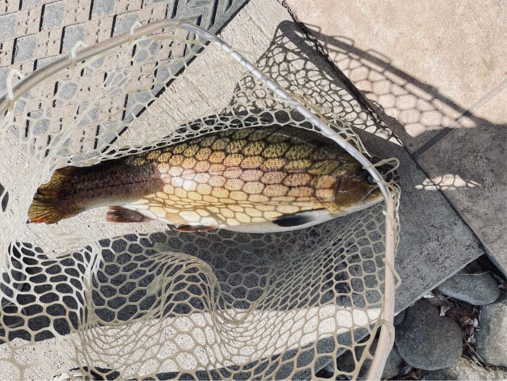 【驚ロック５７ｃｍ】全体