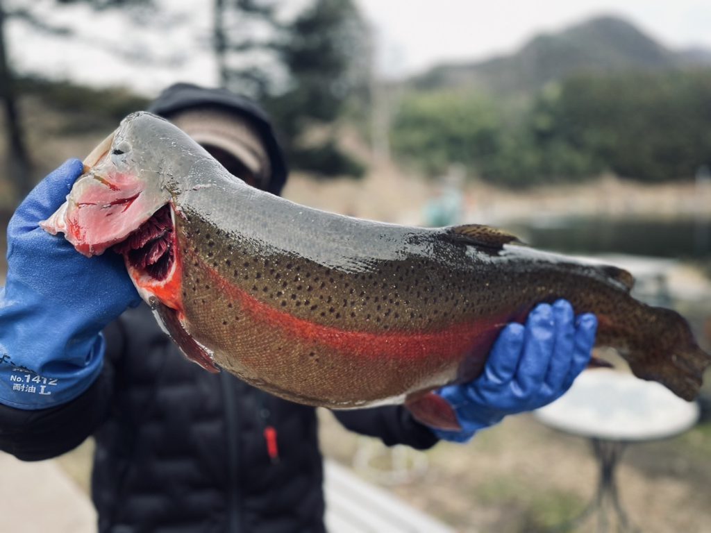 【頂鱒７３ｃｍ】全体