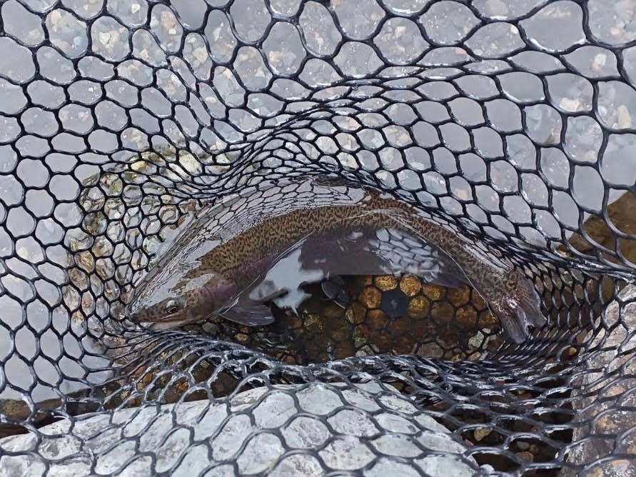 【驚ロック５３ｃｍ】全体