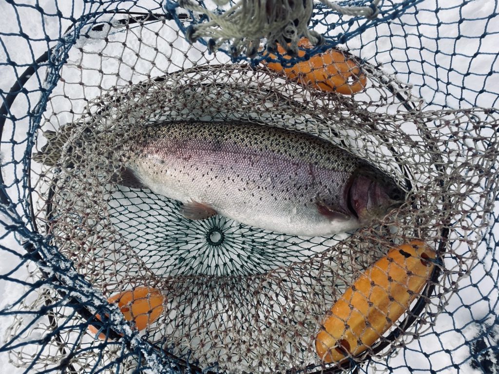 【頂鱒５５ｃｍ】全体