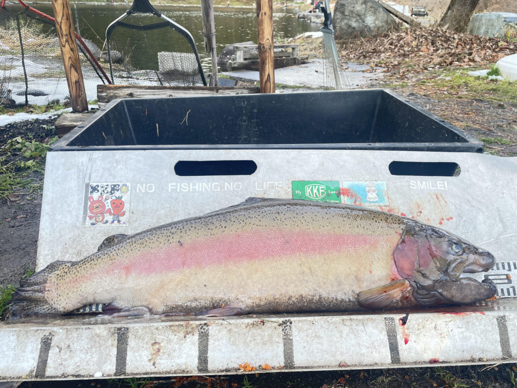 【頂鱒８１ｃｍ】全体