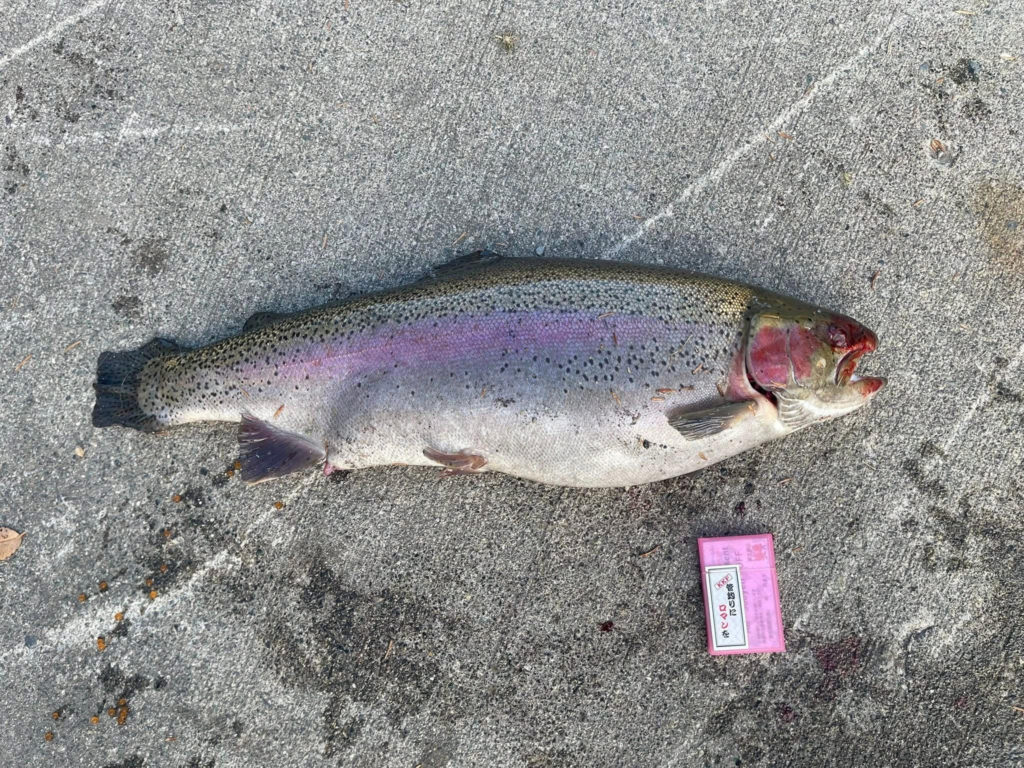 【頂鱒７４ｃｍ】全体