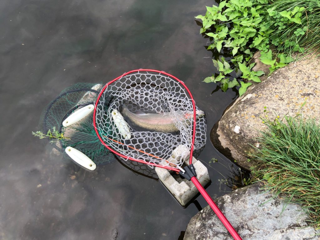 【頂鱒５１ｃｍ】全体