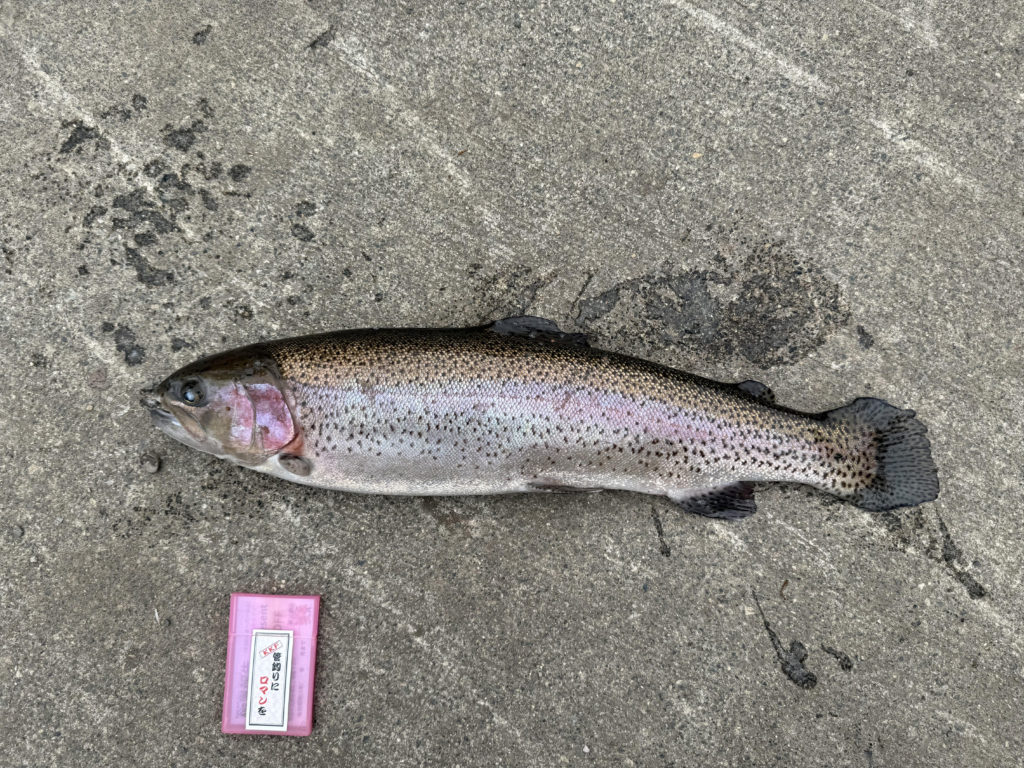 【頂鱒６１ｃｍ】全体