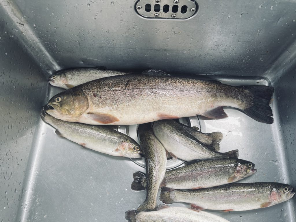 【驚ロック５３ｃｍ】全体