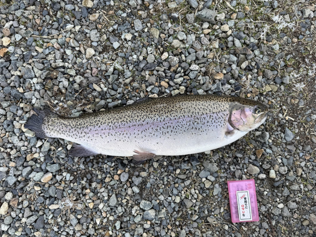 【頂鱒６３ｃｍ】全体