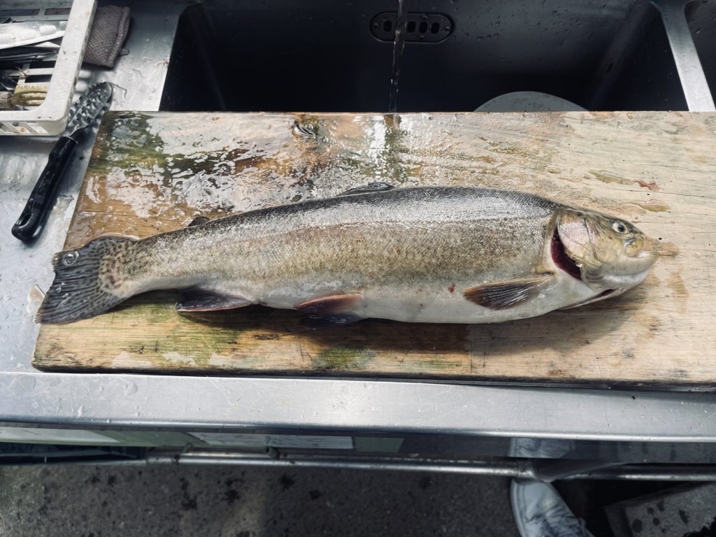 【驚ロック５４ｃｍ】全体