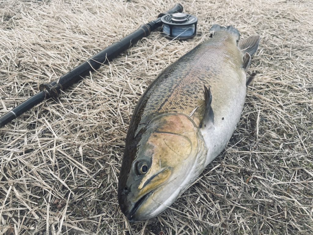 【驚ロック６５ｃｍ】全体