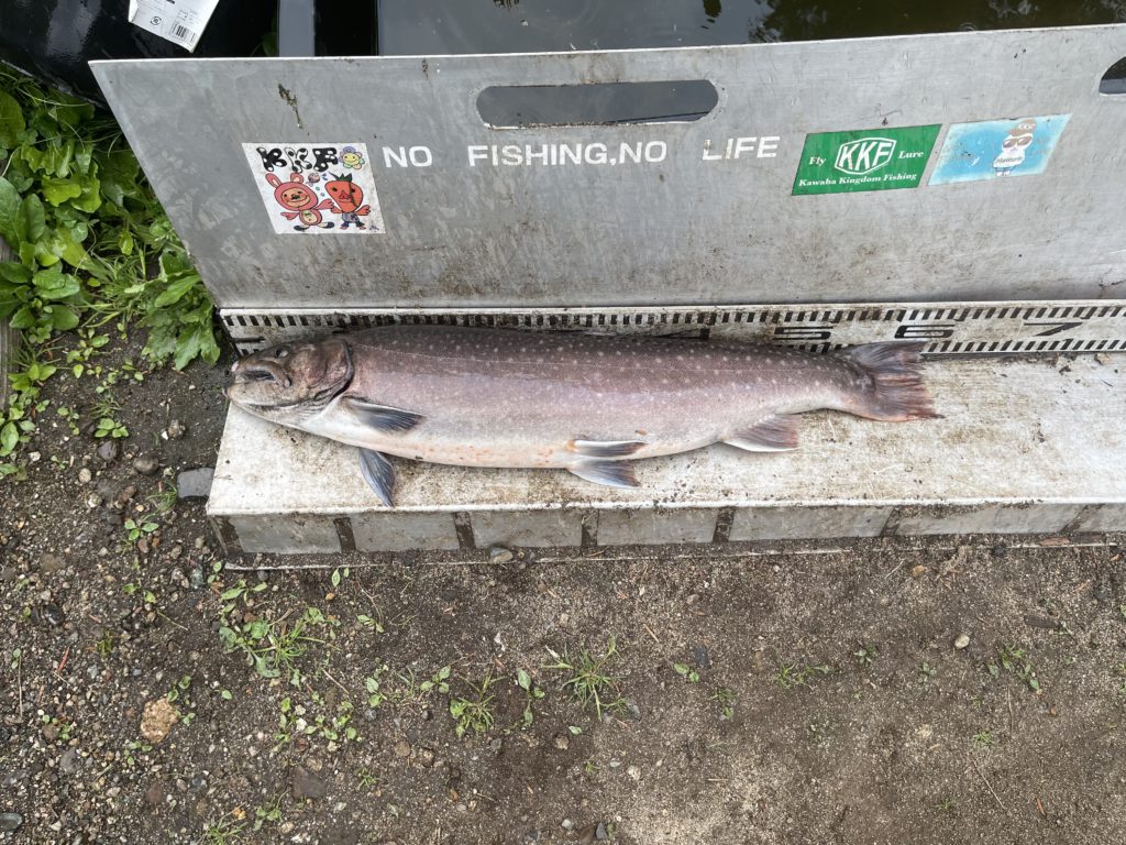 【大岩魚６０ｃｍ】全体