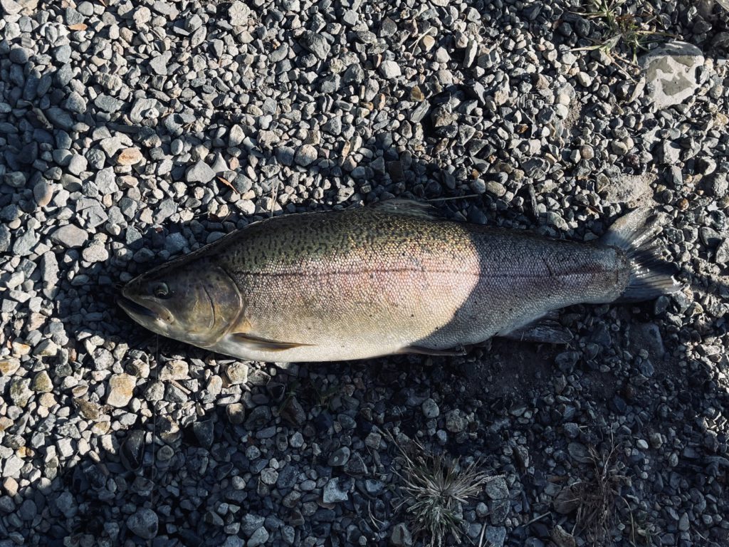 【驚ロック５７ｃｍ】全体