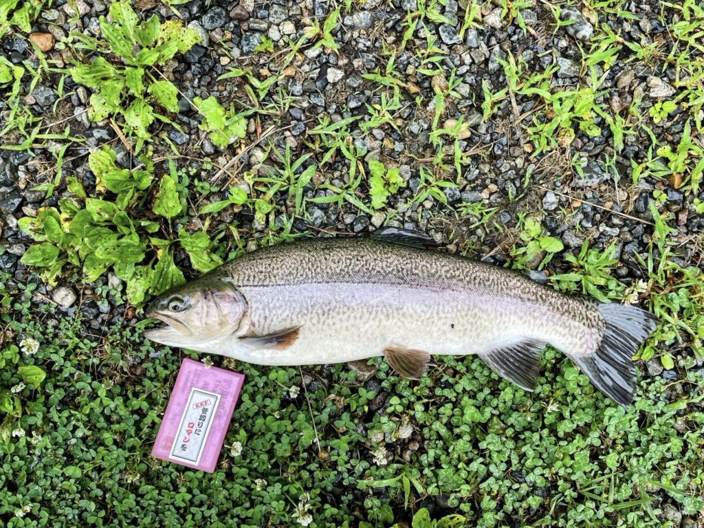 【驚ロック５４ｃｍ】全体