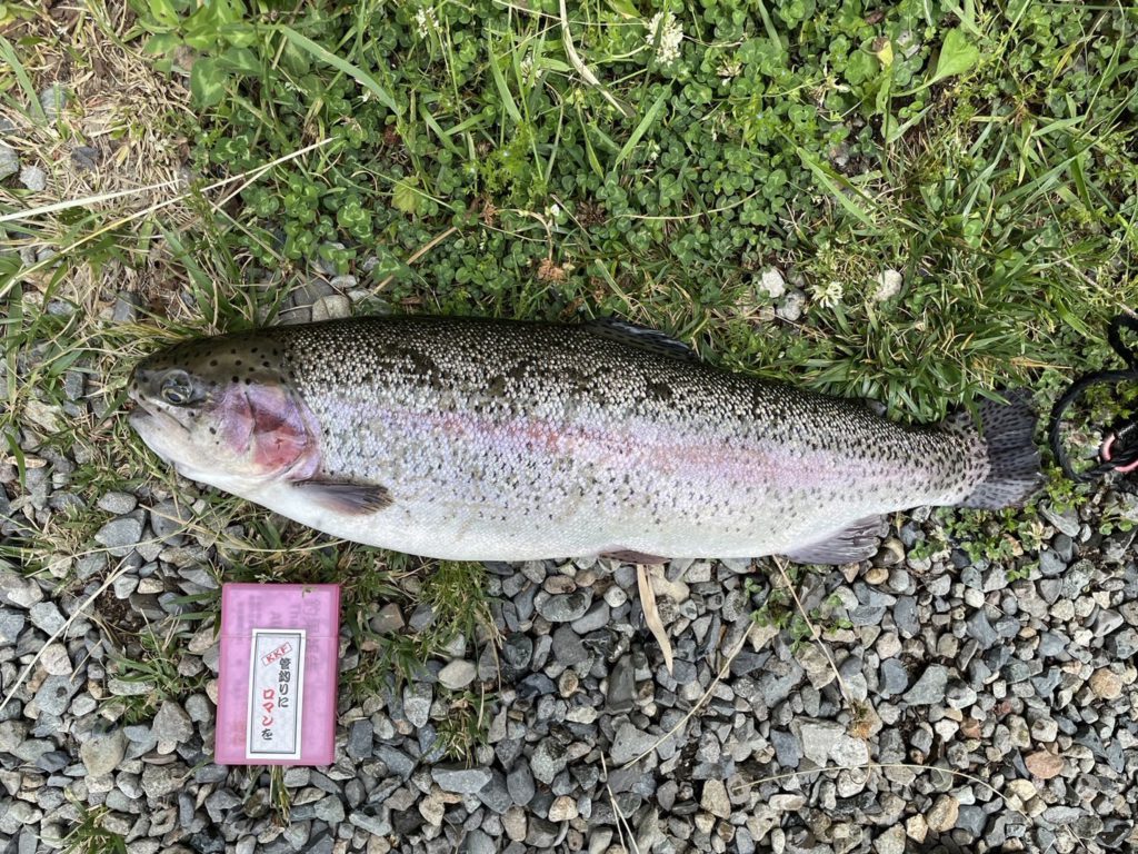 【頂鱒５４ｃｍ】全体