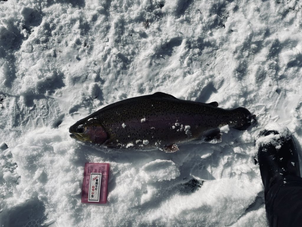 【頂鱒５２ｃｍ】全体