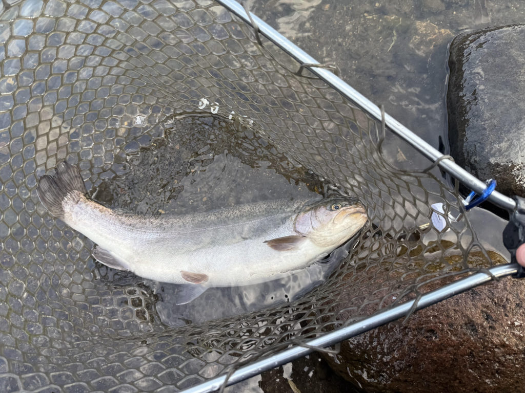 【驚ロック５３ｃｍ】全体