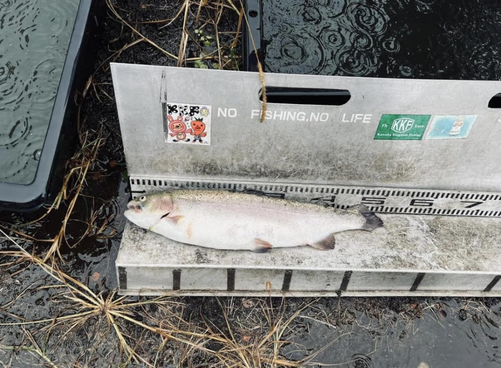 【頂鱒５０ｃｍ】全体