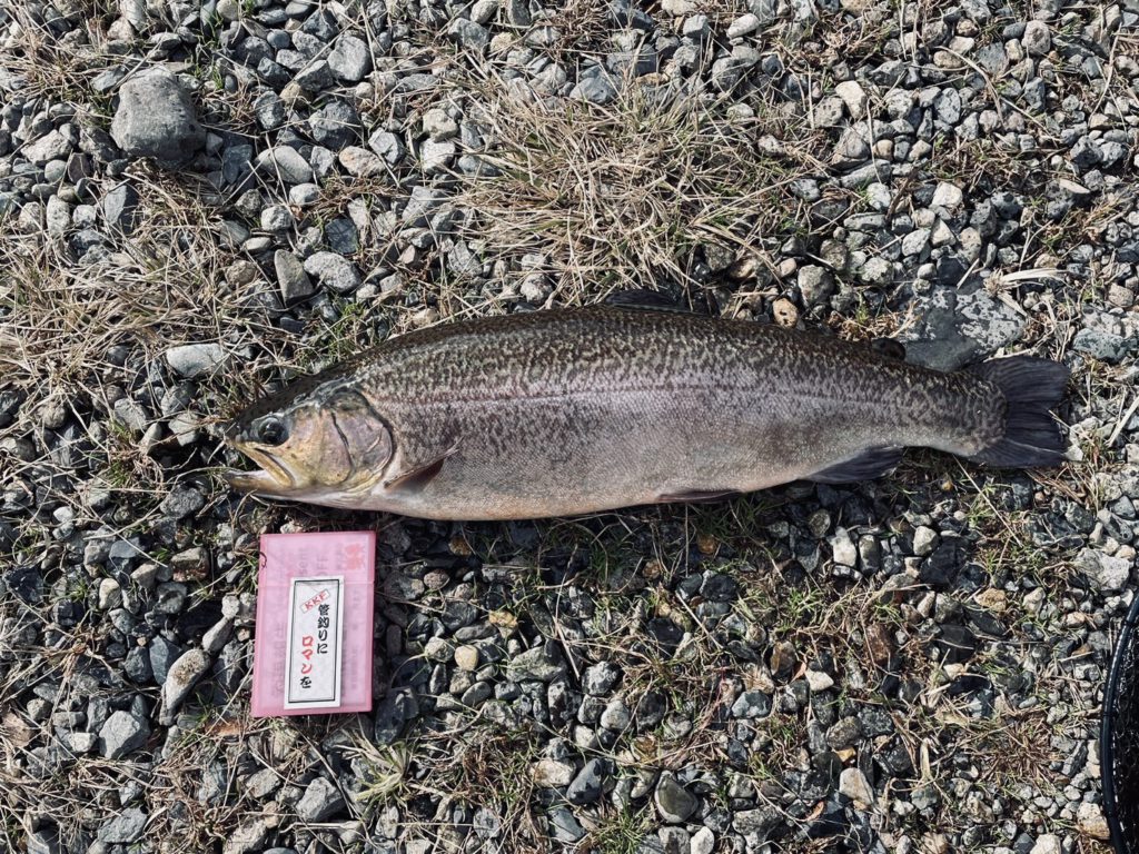 【驚ロック５２ｃｍ】全体