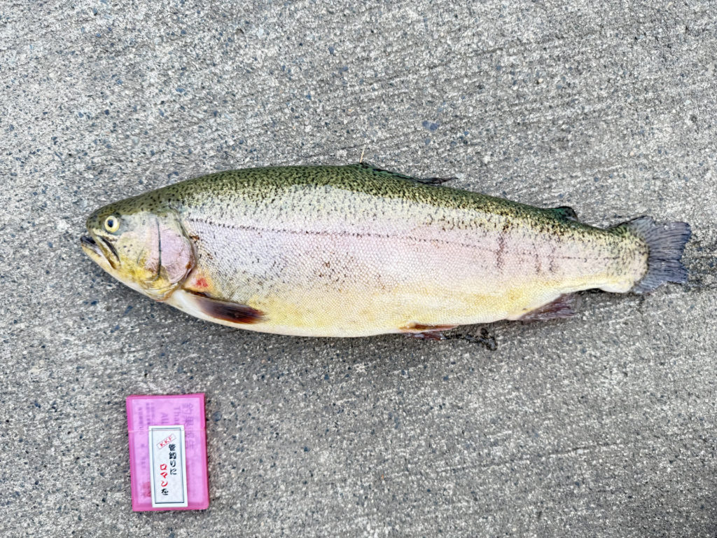 【驚ロック５３ｃｍ】全体