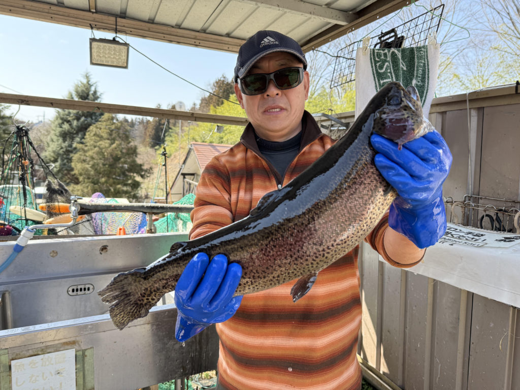 【頂鱒５６ｃｍ】全体