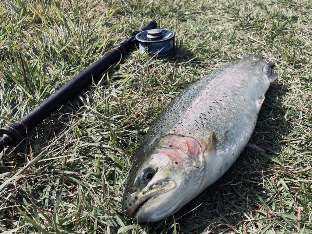 【頂鱒５８ｃｍ】全体