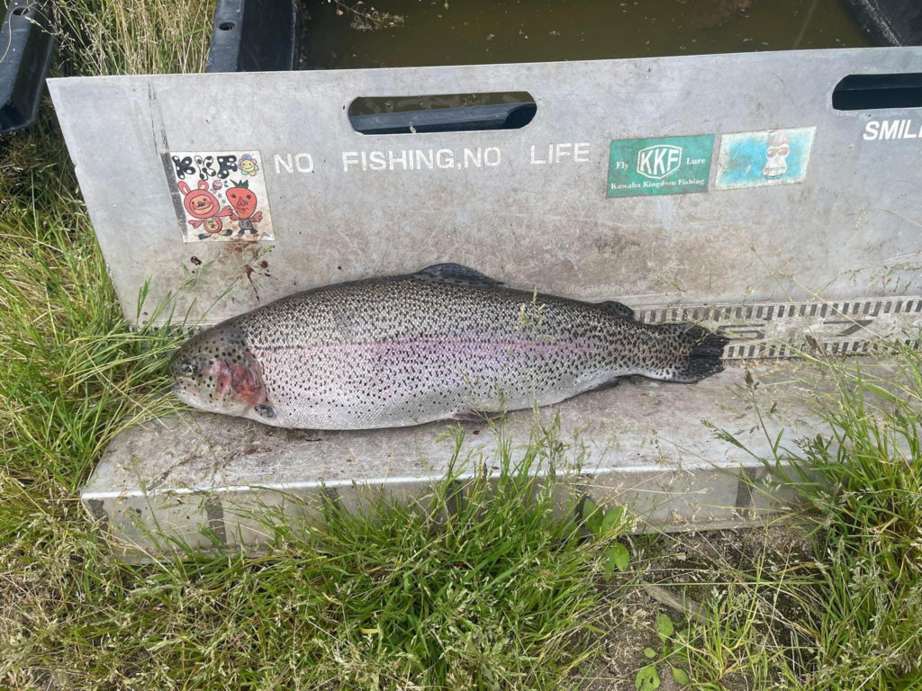 【頂鱒５６ｃｍ】全体
