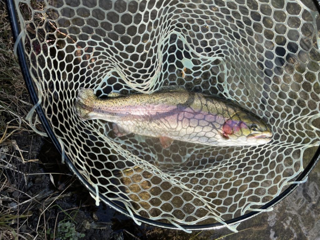 【頂鱒５３ｃｍ】全体