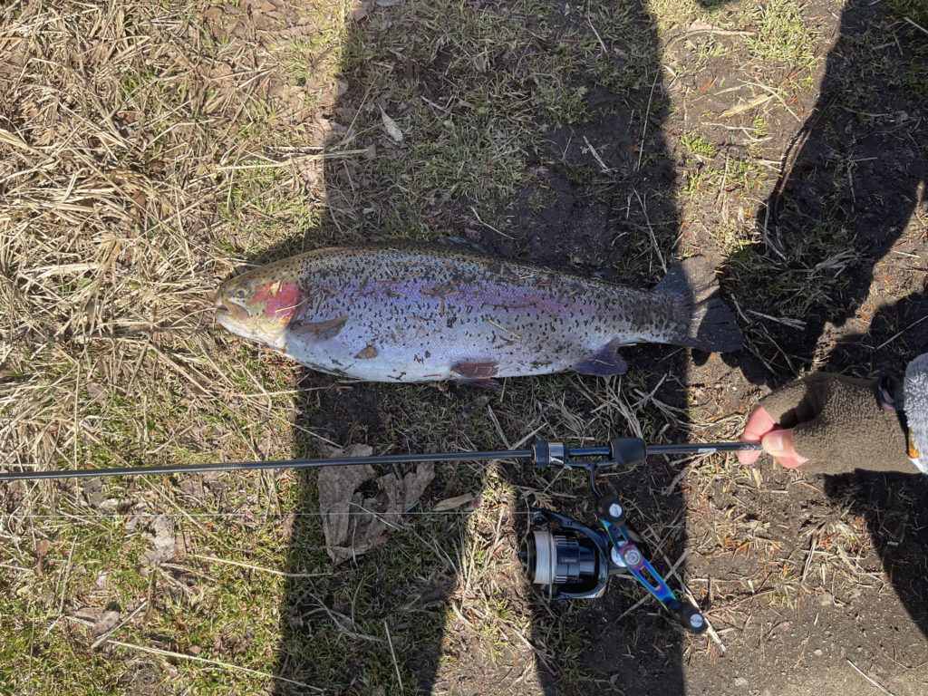 【頂鱒５４ｃｍ】全体