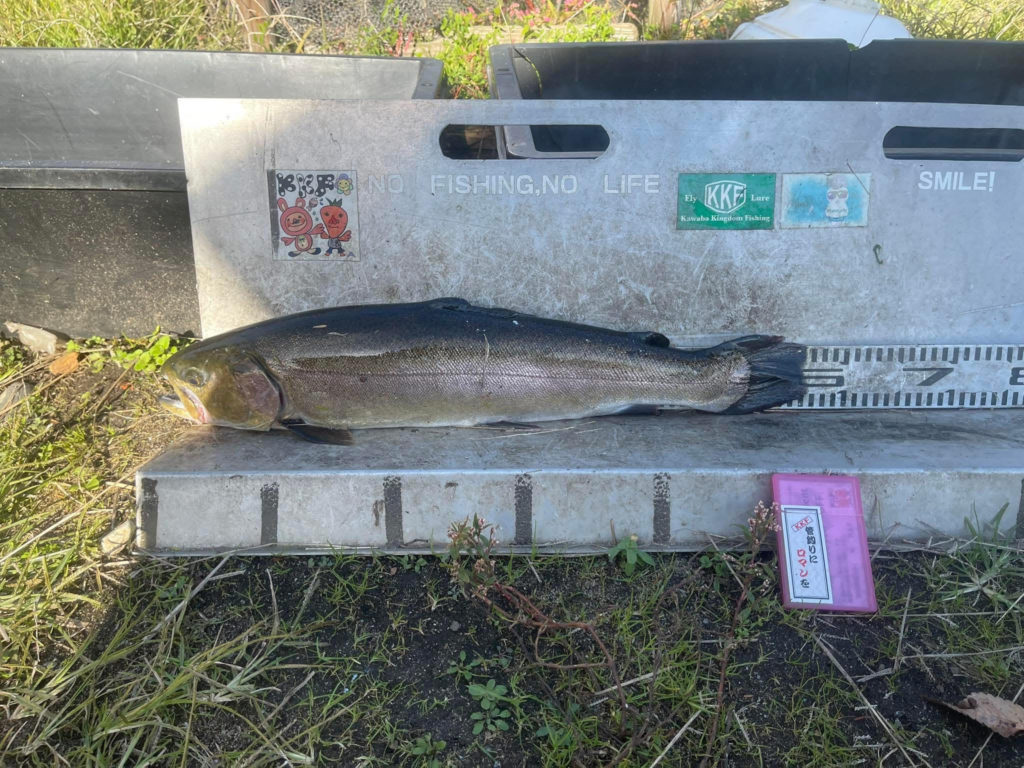 【驚ロック６１ｃｍ】全体