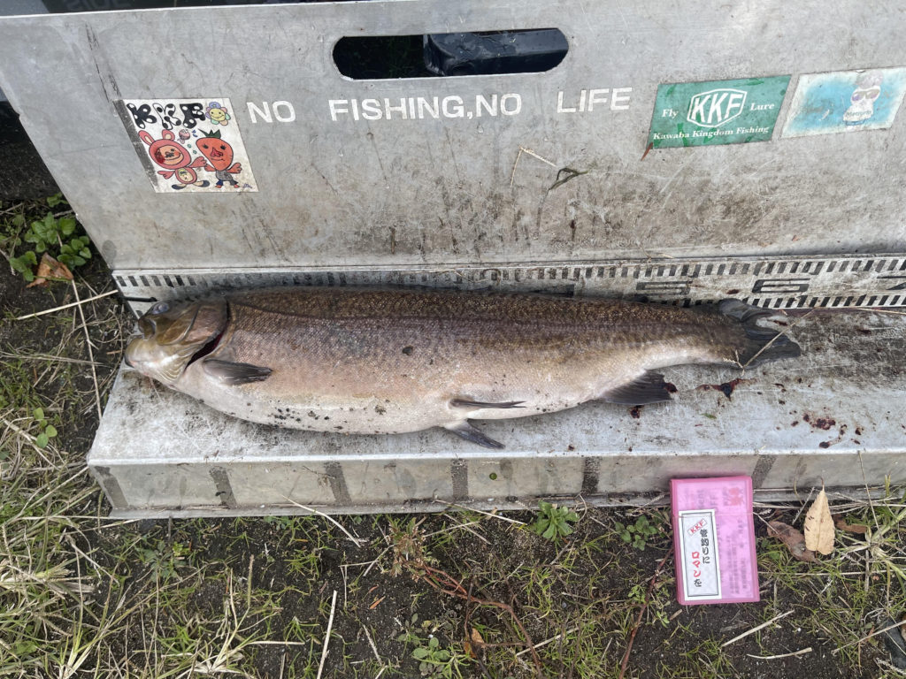 【驚ロック５８ｃｍ】全体