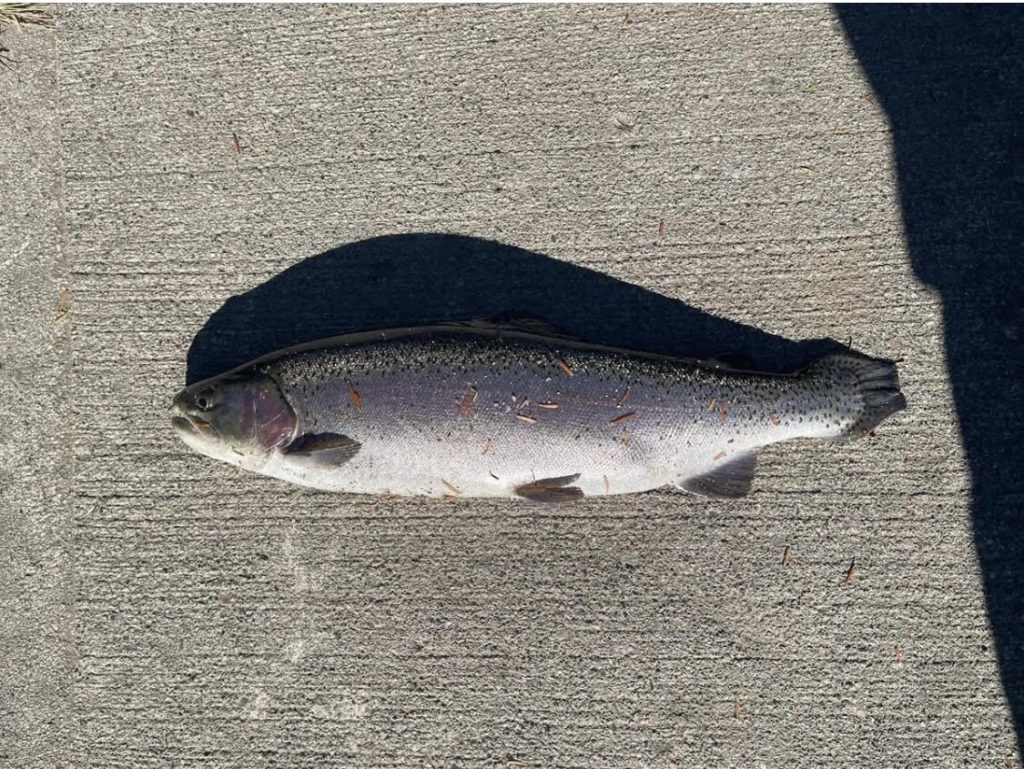 【頂鱒５２ｃｍ】全体