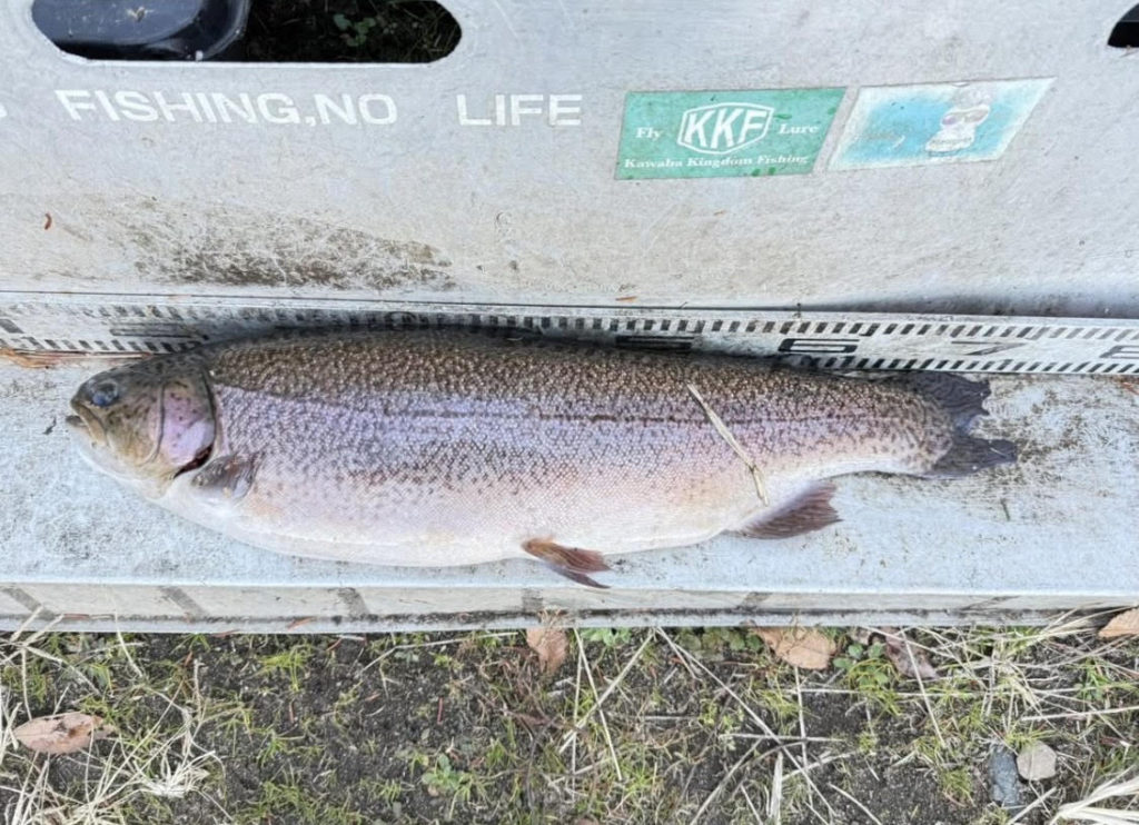 【驚ロック５９ｃｍ】全体