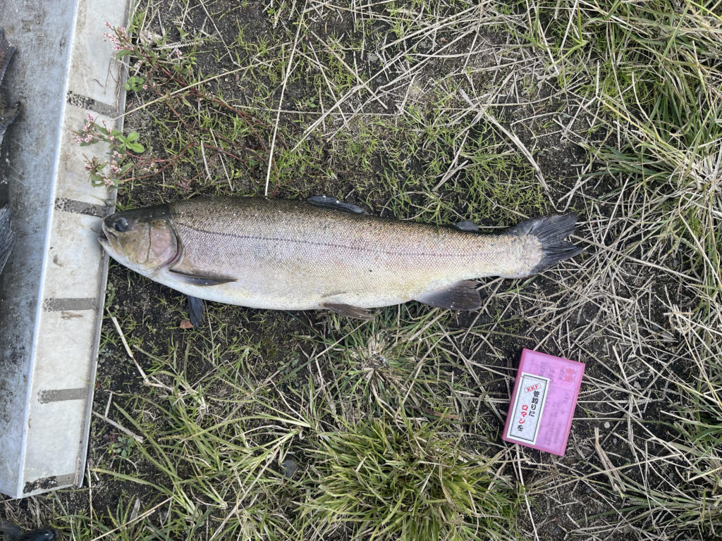 【驚ロック５２ｃｍ】全体