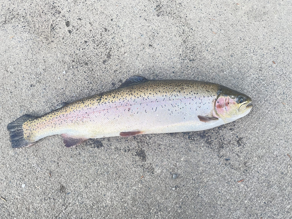 【頂鱒５２ｃｍ】全体