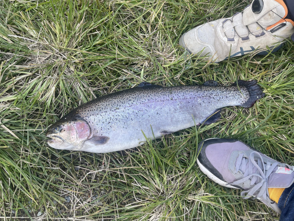 【頂鱒５１ｃｍ】全体